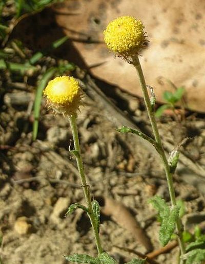 Button Wrinklewort: Image - Andrew Arnold